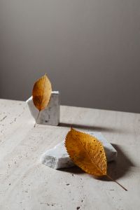 Kaboompics - Two Dried Leaves Styled on White Stone Blocks Against Gray