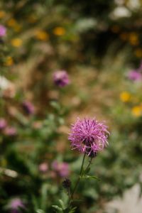 Kaboompics - Abstract Blurred Wildflowers in Green, Pink and Golden Tones