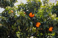 Kaboompics - Orange Tree Branches with Fresh Green Leaves