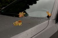 Kaboompics - Fallen Autumn Leaves on a Rain-Covered Car Hood