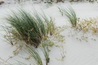 Kaboompics - Coastal Beach Grass on Pale Sand, Minimal Nature Background