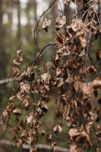 Kaboompics - Withered Leaves Hanging From a Branch in Soft Focus