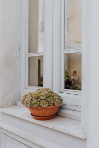 Kaboompics - Textured Cactus Cluster in a Clay Pot, Close-Up