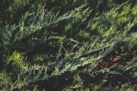 Kaboompics - Close-ups of flowers, leaves and fruit on branches