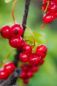 Kaboompics - Currant