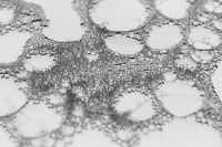 Kaboompics - Abstract Bubble Network With Soft Transitional Density