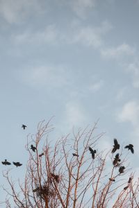 Kaboompics - Birds Flying Above Bare Coastal Branches