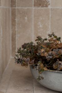 Kaboompics - Dried Winter Plant Against a Warm Beige Background