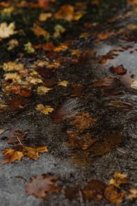 Kaboompics - Fallen Autumn Leaves on Rain Wet Pavement