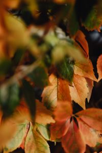 Kaboompics - Scarlet Autumn Leaves Framed by Blurred Foliage