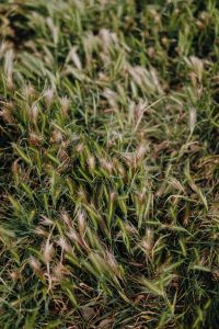 Kaboompics - Vertical Meadow Grass Texture with Seed Heads and Soft-Focus Green Background