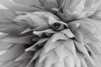 Kaboompics - Aechmea Fasciata Bloom Against Neutral Background