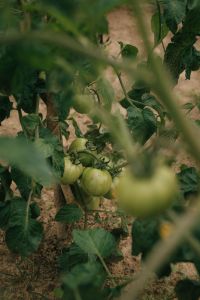 Kaboompics - Green Tomatoes Ripening In Vegetable Garden