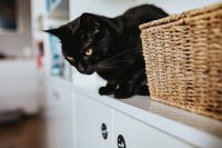 Kaboompics - Black cat by a wicker basket on a white bookcase shelf