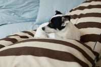 Kaboompics - Small Dog Resting Under Brown Striped Duvet