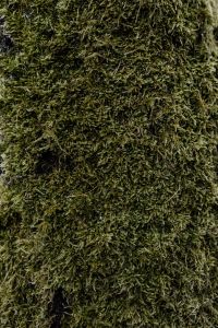 Kaboompics - Moss on a tree