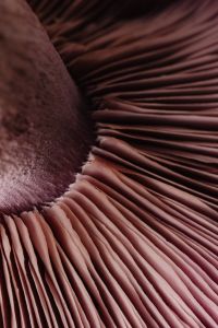 Kaboompics - Purple Mushroom Gills and Cap Macro