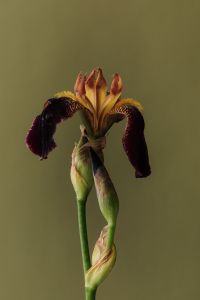 Kaboompics - Purple Iris Bud and Stem on Olive Green Background