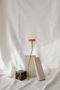 Kaboompics - Minimal Flower Study with Neutral Fabric Texture