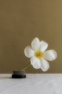 Kaboompics - White Flower in Floral Frog Still Life