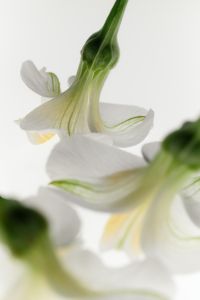 Kaboompics - Soft-Focus White Blossoms with Green Stems, Layered Botanical Background
