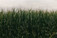 Kaboompics - Cornfield Under Cloudy Sky