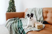 Kaboompics - Christmas Dog Portrait on Sofa With Tree in Background