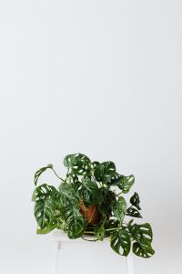 Kaboompics - Decorative Monstera Monkey Leaf With Green Leaves