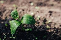 Kaboompics - Early spring garden