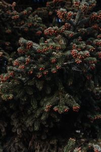 Kaboompics - Vertical Conifer Branches in Green Garden Light
