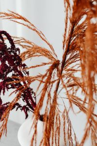 Kaboompics - Dried Flowers Still Life on Marble Background