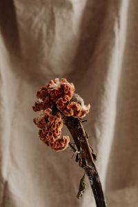 Kaboompics - Single Dried Flower Stem on Linen Background with Copy Space