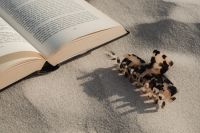 Kaboompics - Tortoiseshell Hair Clip beside an Open Book on the Beach