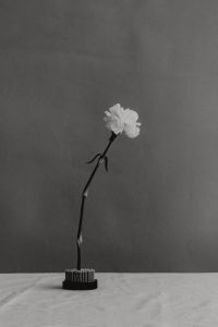 Kaboompics - Black and White White Flower Still Life