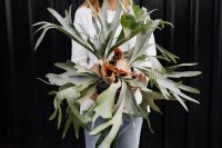 Kaboompics - Woman holding a Platycerium