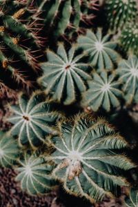 Kaboompics - Star-Shaped Cactus Rosettes with Fine Spines, Overhead View