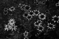 Kaboompics - Black and White Rudbeckia Flowers Growing in a Summer Garden