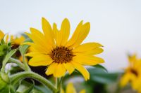 Kaboompics - Yellow Sunflower Bloom Against a Soft Garden Background