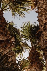 Kaboompics - Palm Tree Canopy Framing an Open Sky