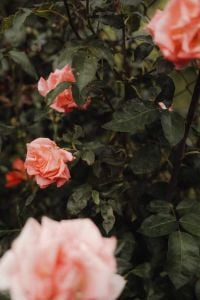 Kaboompics - Peach Garden Roses with Dark Leaves