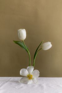 Kaboompics - White Tulips and Flower Still Life