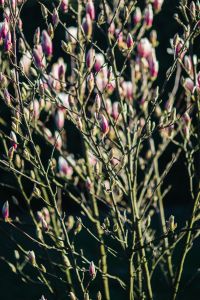 Kaboompics - Vertical Magnolia Branches Covered in Pink Buds Against Dark Background