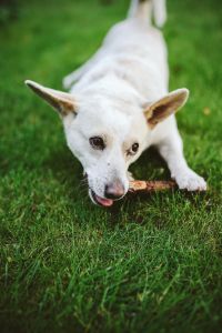 Kaboompics - White Dog Sniffing a Stick on Green Grass, Vertical Outdoor Pet Photo