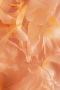 Kaboompics - Pantone Peach Fuzz Abstract Petals