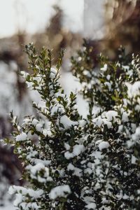 Kaboompics - Boxwood covered with fresh snow