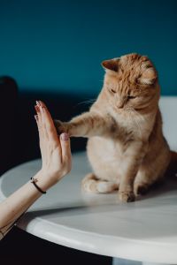 Kaboompics - Close-Up of a Ginger Cat Pawing at a Person’s Hand on a Table