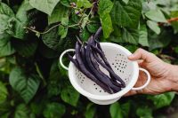 Kaboompics - Gardener Holding Fresh Purple Beans in a Colander