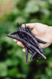 Kaboompics - Vertical Close-Up of Purple Bean Pods Against a Soft Garden Background