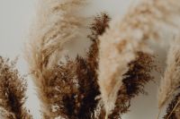 Kaboompics - Pampas Grass In A Vase