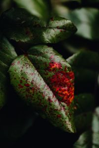 Kaboompics - Dark Green Foliage With Scattered Dry Leaves